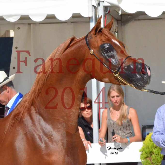 Concours National de Nîmes de chevaux ARABES 2014 - Notre Sélection - Portraits - PRIAM DE DJOON - 07