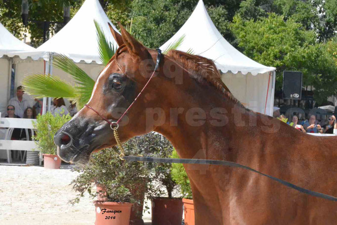 Concours national de Nîmes - MYSS SASKIA - Portraits - 04