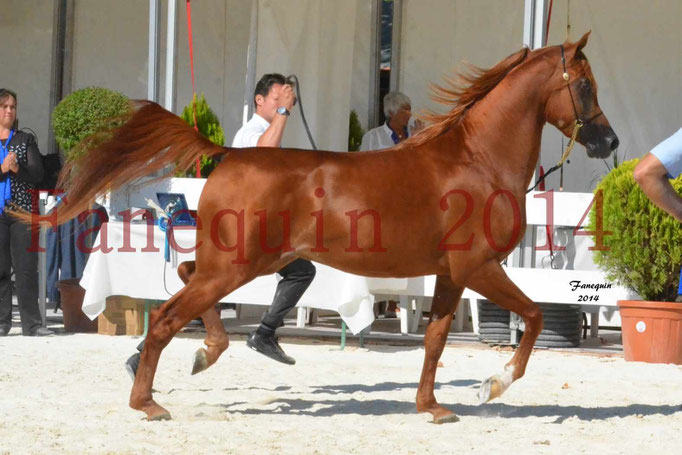 Concours National de Nîmes de chevaux ARABES 2014 - Notre Sélection - PRIAM DE DJOON - 08