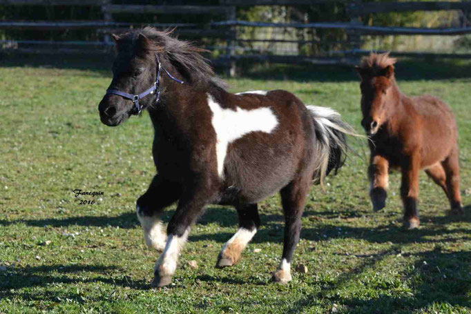 Elevage EL MAGLEP - Groupe de poneys - En Liberté - 09