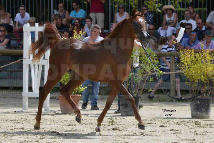 Championnat de FRANCE des chevaux ARABES à Pompadour - PEARL DE DJOON - Notre Sélection - 20