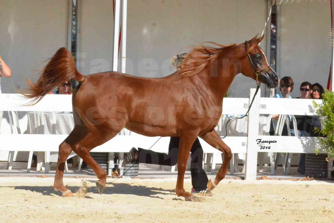 Concours national de Nîmes - MYSS SASKIA - Notre Sélection - 08