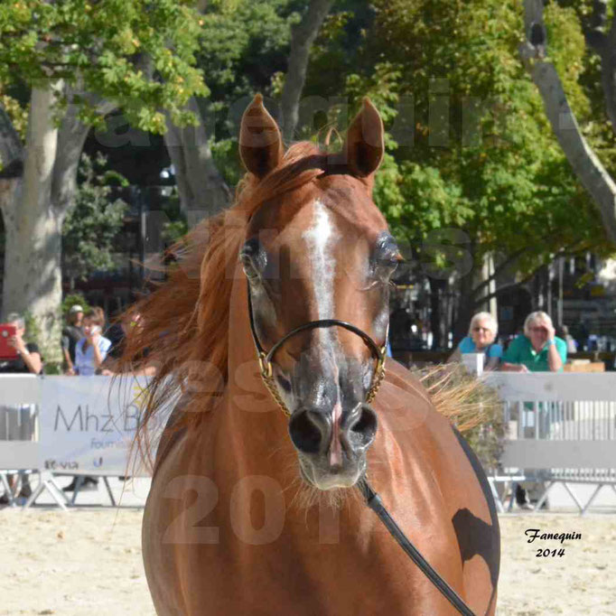 Concours national de Nîmes - MYSS SASKIA - Portraits - 10