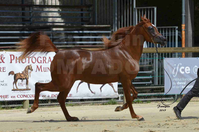 Championnat de FRANCE des chevaux ARABES à Pompadour - PEARL DE DJOON - Notre Sélection - 32