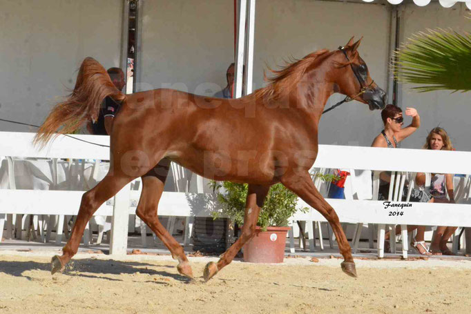 Concours national de Nîmes - MYSS SASKIA - Notre Sélection - 05