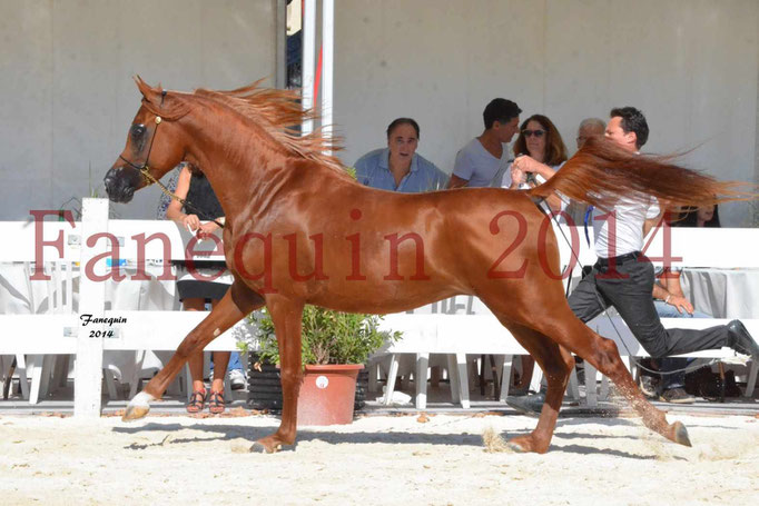 Concours National de Nîmes de chevaux ARABES 2014 - Notre Sélection - PRIAM DE DJOON - 24