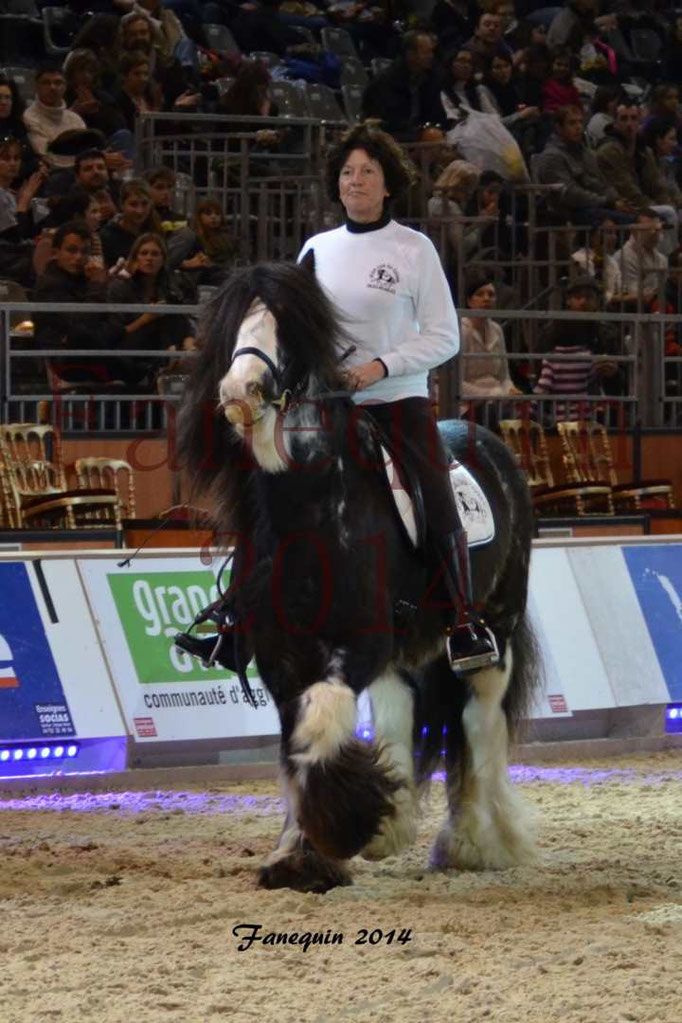 IRISH COB Monté 23