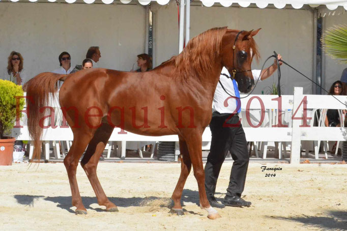 Concours National de Nîmes de chevaux ARABES 2014 - Notre Sélection - PRIAM DE DJOON - 12