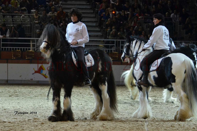 IRISH COB Monté 16