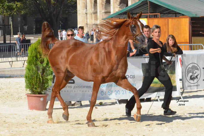 Concours national de Nîmes - MYSS SASKIA - Notre Sélection - 07