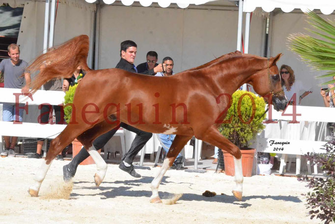 Concours National de Nîmes de chevaux ARABES 2014 - Notre Sélection - VALMYSTIC DE LA ROTJA - 12