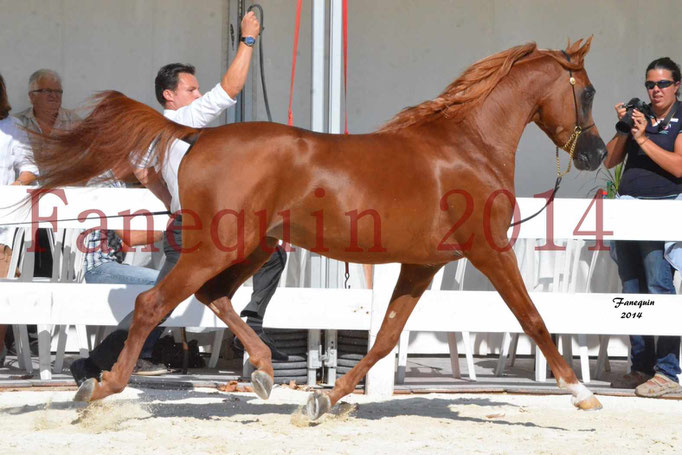 Concours National de Nîmes de chevaux ARABES 2014 - Notre Sélection - PRIAM DE DJOON - 15