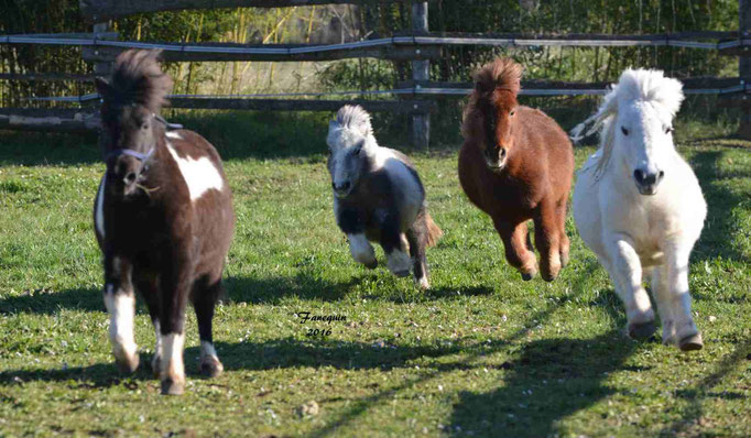 Elevage EL MAGLEP - Groupe de poneys - En Liberté - 11