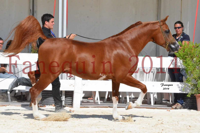 Concours National de Nîmes de chevaux ARABES 2014 - Notre Sélection - VALMYSTIC DE LA ROTJA - 08