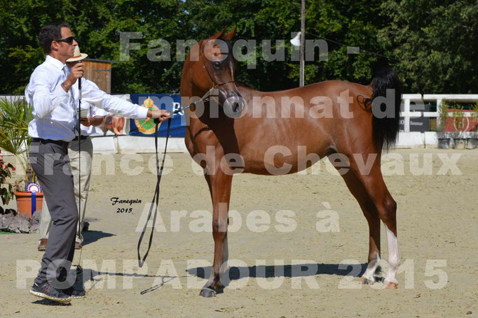 Championnat de FRANCE du cheval ARABE à POMPADOUR 2015 - Classes PROFESSIONNELS - PRIMERIUS EMER - 10