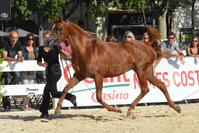 Concours national de Nîmes - MYSS SASKIA - Notre Sélection - 10