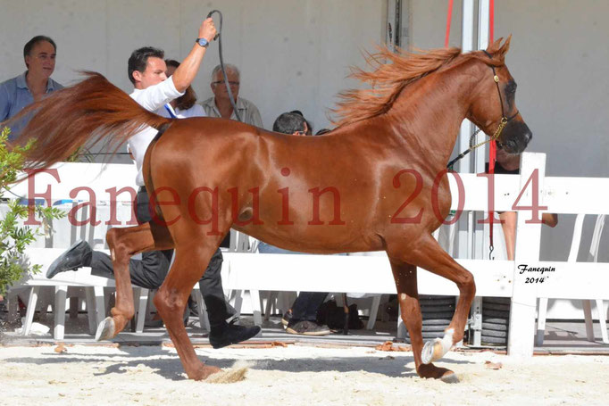 Concours National de Nîmes de chevaux ARABES 2014 - Notre Sélection - PRIAM DE DJOON - 14