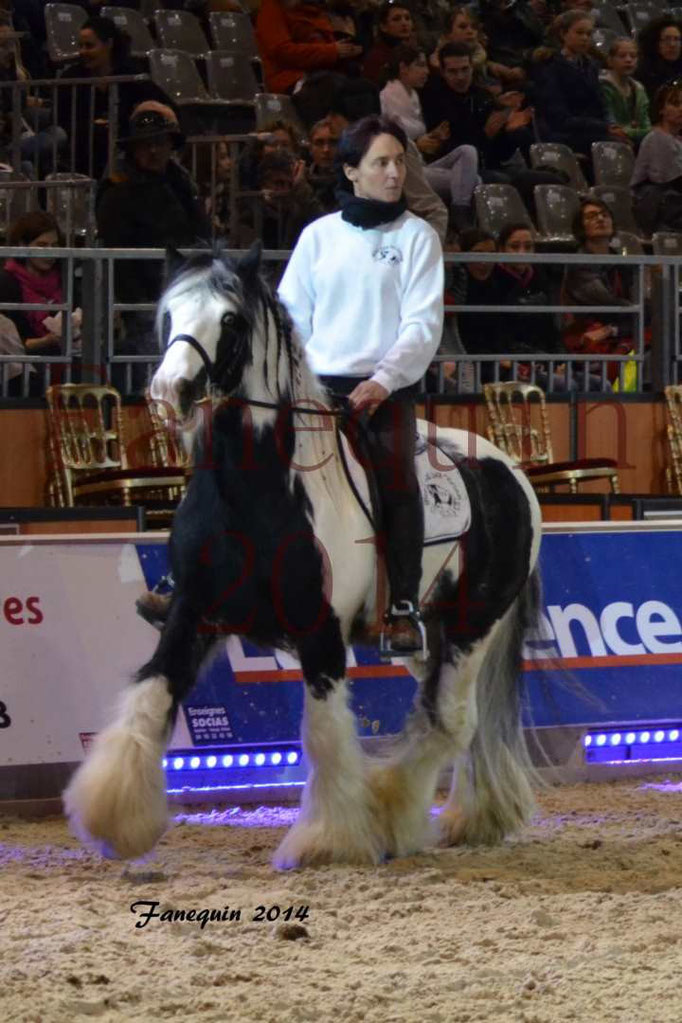 IRISH COB Monté 24