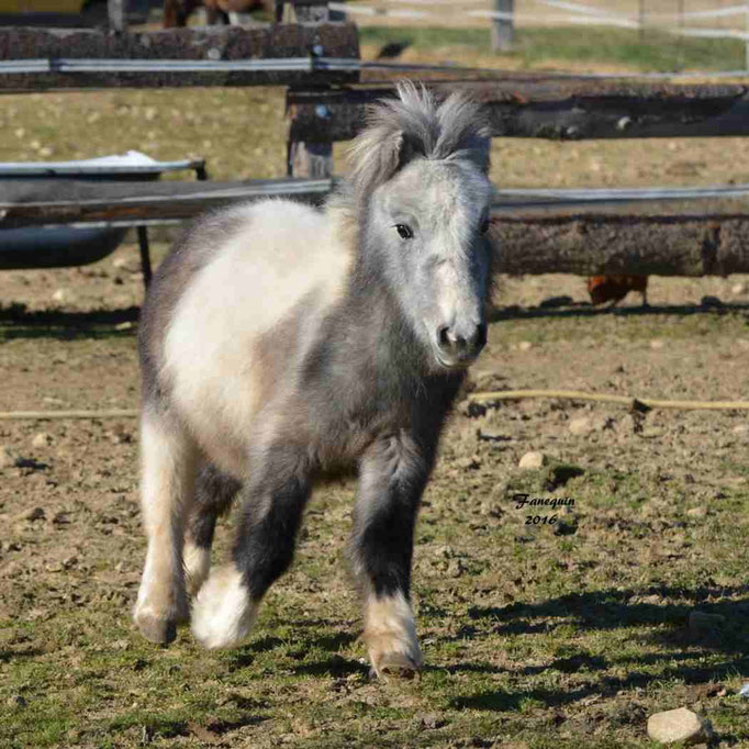 Elevage EL MAGLEP - Groupe de poneys - En Liberté - 16