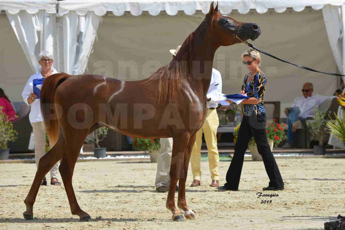 Championnat de FRANCE des chevaux ARABES à Pompadour - PEARL DE DJOON - Notre Sélection - 41