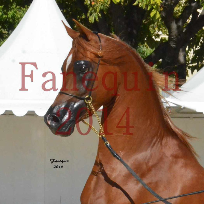 Concours National de Nîmes de chevaux ARABES 2014 - Notre Sélection - Portraits - PRIAM DE DJOON - 10