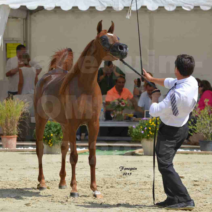 Championnat de FRANCE des chevaux ARABES à Pompadour - PEARL DE DJOON - Notre Sélection - 39