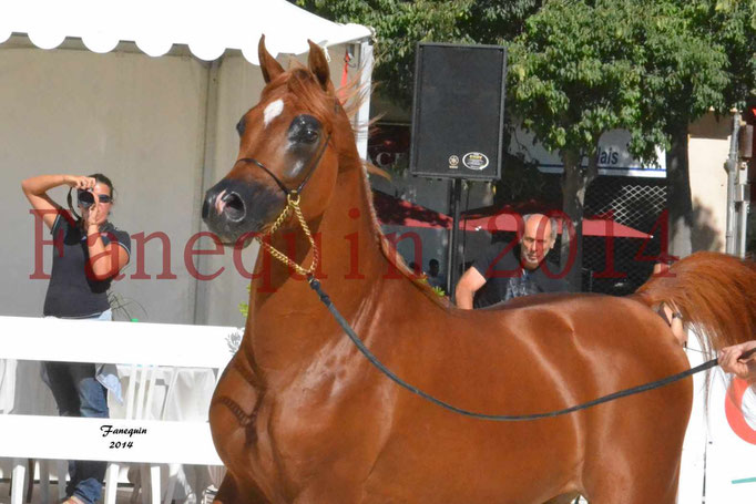 Concours National de Nîmes de chevaux ARABES 2014 - Notre Sélection - PRIAM DE DJOON - 13