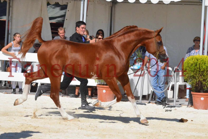 Concours National de Nîmes de chevaux ARABES 2014 - Notre Sélection - VALMYSTIC DE LA ROTJA - 11