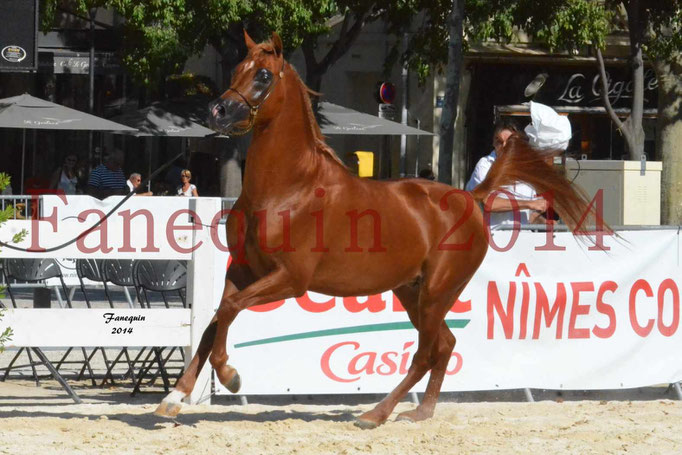 Concours National de Nîmes de chevaux ARABES 2014 - Notre Sélection - PRIAM DE DJOON - 11