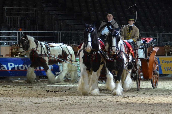 Attelage en paire IRISH COB 2