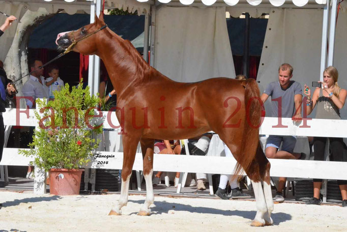 Concours National de Nîmes de chevaux ARABES 2014 - Notre Sélection - VALMYSTIC DE LA ROTJA - 15