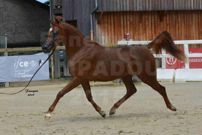 Championnat de FRANCE des chevaux ARABES à Pompadour - PEARL DE DJOON - Notre Sélection - 12