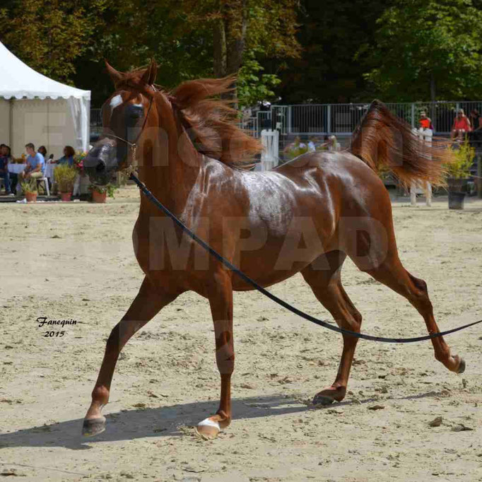 Championnat de FRANCE des chevaux ARABES à Pompadour - PEARL DE DJOON - Notre Sélection - 24