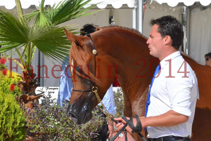 Concours National de Nîmes de chevaux ARABES 2014 - Notre Sélection - Portraits - PRIAM DE DJOON - 06