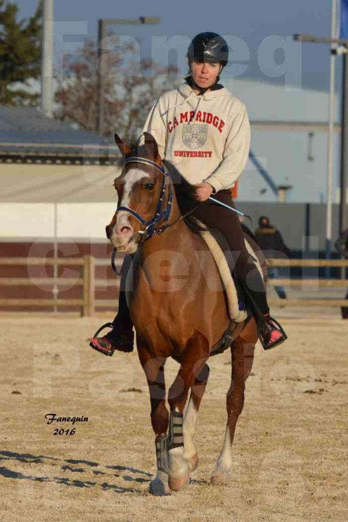 Cheval Passion 2016 - Présentation extérieure de chevaux Arabes montés