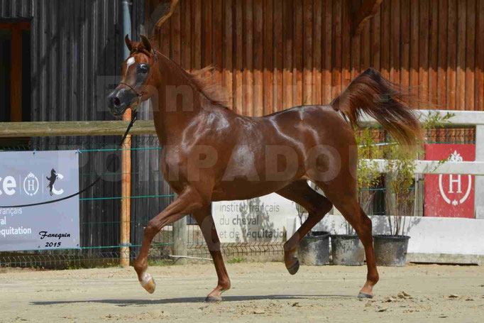 Championnat de FRANCE des chevaux ARABES à Pompadour - PEARL DE DJOON - Notre Sélection - 26
