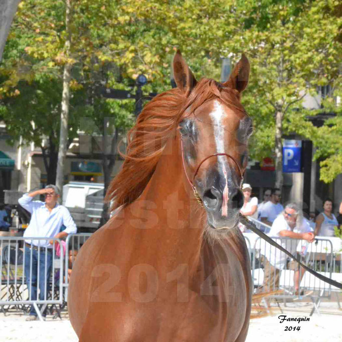 Concours national de Nîmes - MYSS SASKIA - Portraits - 01