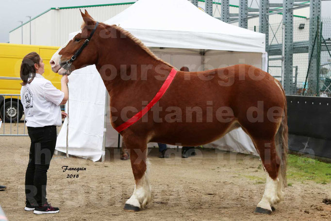 Concours Régional "OCCITANIE" Modèles et Allures de Chevaux de Traits - 