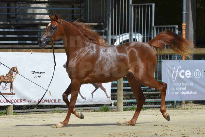Championnat de FRANCE des chevaux ARABES à Pompadour - PEARL DE DJOON - Notre Sélection - 30
