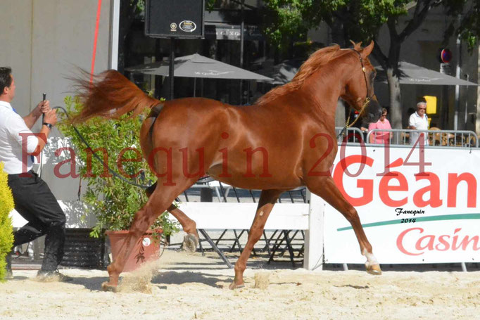 Concours National de Nîmes de chevaux ARABES 2014 - Notre Sélection - PRIAM DE DJOON - 10