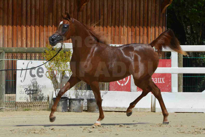 Championnat de FRANCE des chevaux ARABES à Pompadour - PEARL DE DJOON - Notre Sélection - 25