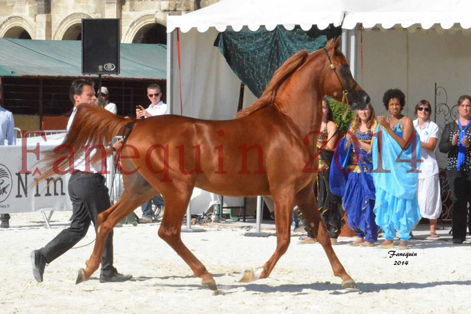 Concours National de Nîmes de chevaux ARABES 2014 - Notre Sélection - PRIAM DE DJOON - 02