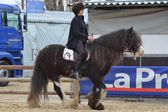 IRISH COB Monté 06