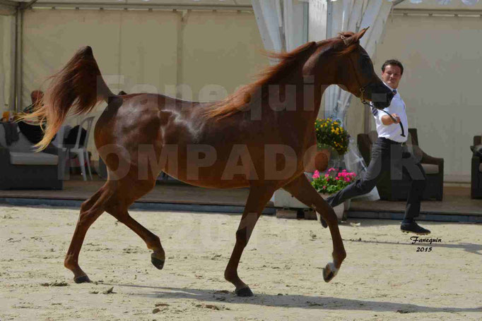 Championnat de FRANCE des chevaux ARABES à Pompadour - PEARL DE DJOON - Notre Sélection - 19