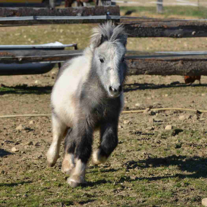 Elevage EL MAGLEP - Groupe de poneys - En Liberté - 14