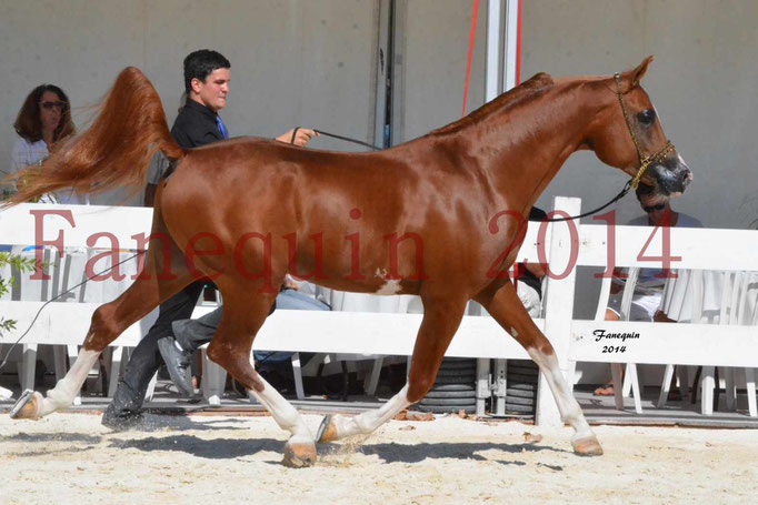 Concours National de Nîmes de chevaux ARABES 2014 - Notre Sélection - VALMYSTIC DE LA ROTJA - 07