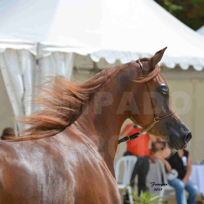 Championnat de FRANCE des chevaux ARABES à Pompadour - PEARL DE DJOON - Notre Sélection - Portraits - 02