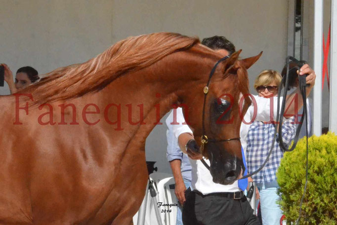 Concours National de Nîmes de chevaux ARABES 2014 - Notre Sélection - Portraits - PRIAM DE DJOON - 02