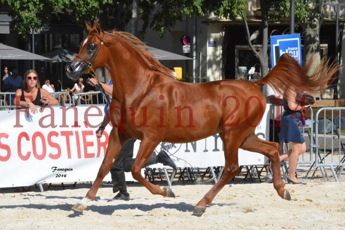 Concours National de Nîmes de chevaux ARABES 2014 - Notre Sélection - PRIAM DE DJOON - 19