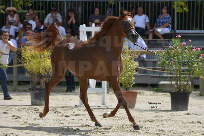 Championnat de FRANCE des chevaux ARABES à Pompadour - PEARL DE DJOON - Notre Sélection - 23